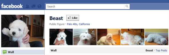 Beast the dog on Facebook Beast the dog on Facebook